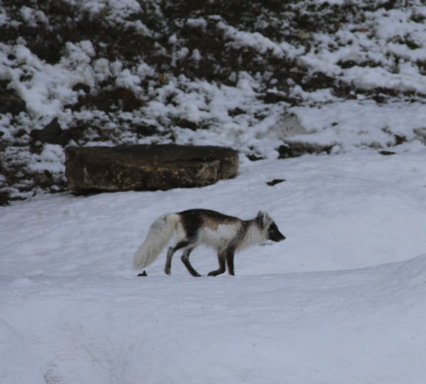 Quark Expeditions Arctic Fox